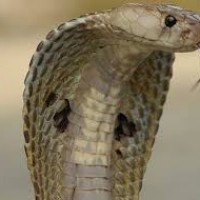 pimpī čūska iekoda