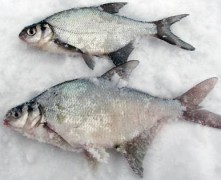 Kā atšķirt – plicis vai breksis?