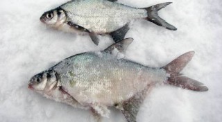 Kā atšķirt – plicis vai breksis?