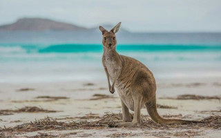 Ķenguri ieņem golfa laukumu Austrālijā