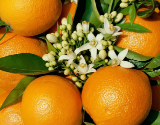 Apelsīns možumam, veselībai un skaistumam