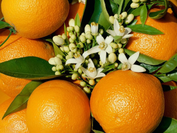 Apelsīns možumam, veselībai un skaistumam
