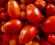 Latvijas Dabas muzejā norisināsies tradicionālā tomātu izstāde