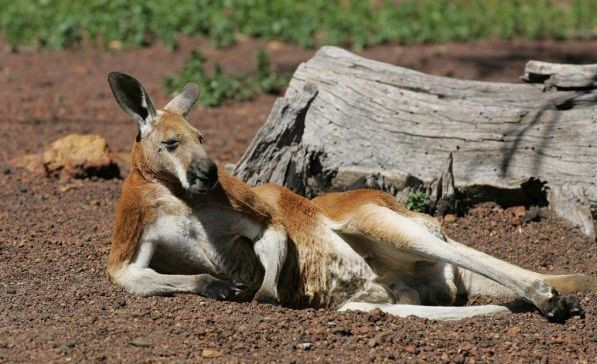 Austrālijas ralliju klātienē noskatās 70 tūkstoši cilvēku