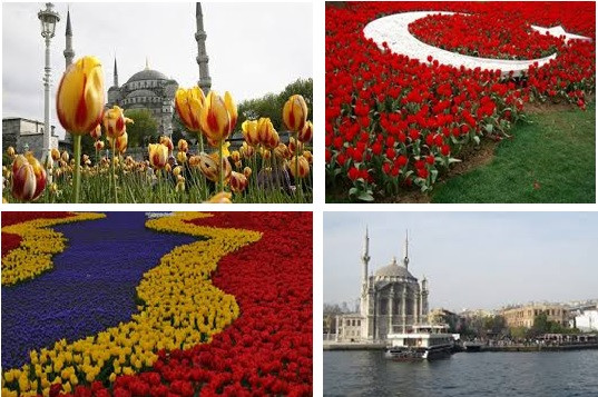 Tulpju festivāls Stambulā-  skaistums, kas jāredz katram