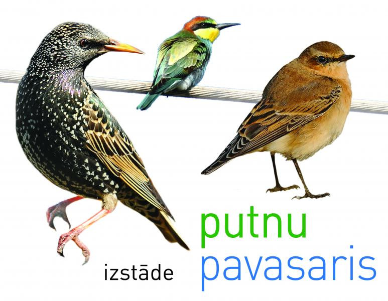 Putnu pavasaris Dabas muzejā