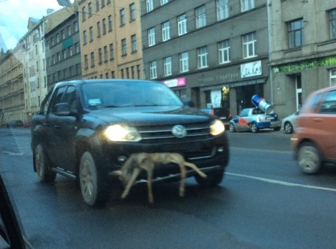 Atrasts vīrietis, kurš vadījis auto ar tajā iesprūdušo stirnu