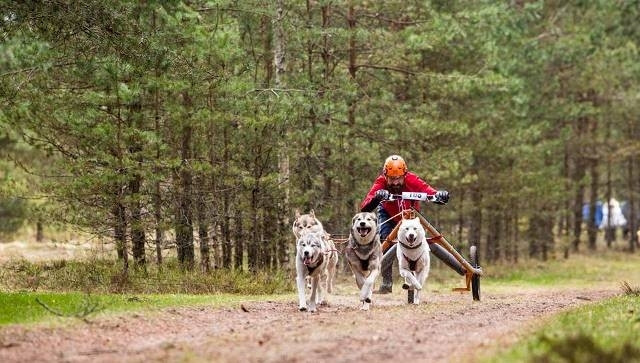 Mēnesis līdz Pasaules kausa posmam kamanu suņu sportā