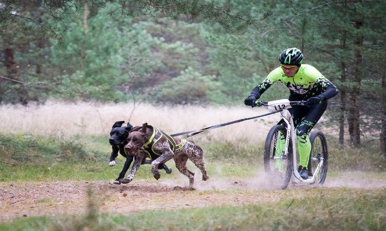 Latvijai atkal ir piešķirts Pasaules kausa posms kamanu suņu sportā